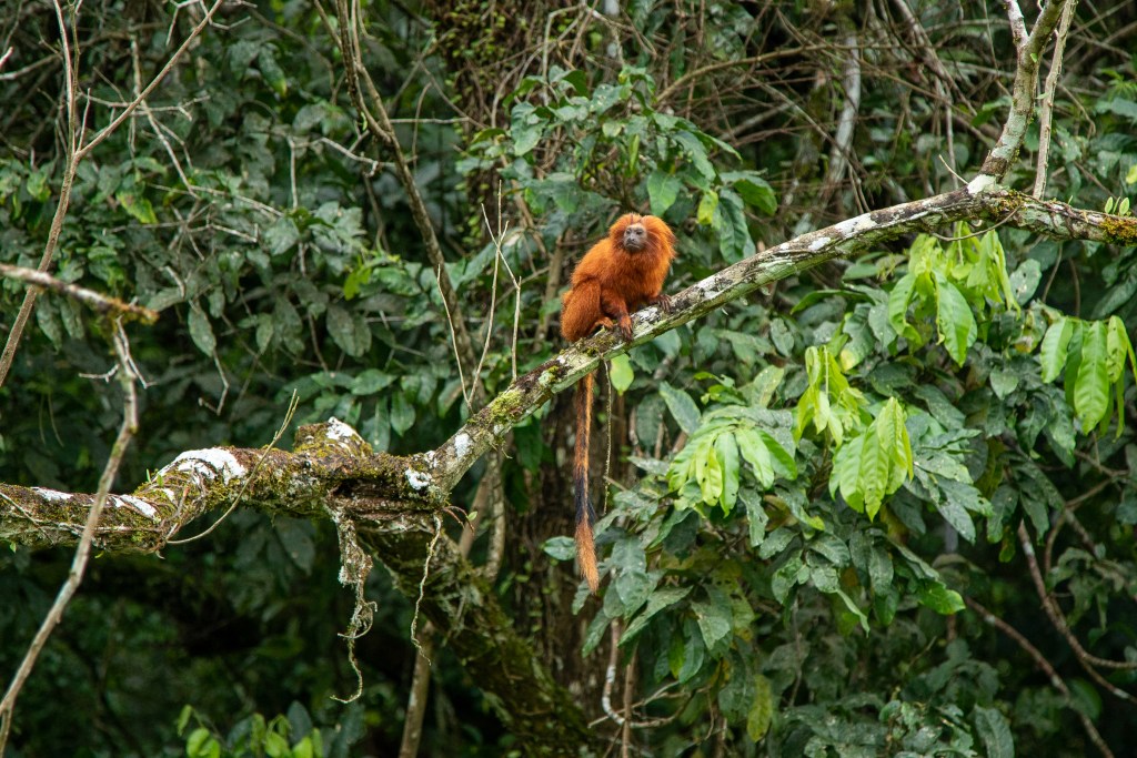 Mico-leão-dourado na Mata Atlântica em um galho com árvores ao fundo
